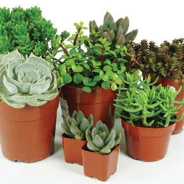 Succulent Assorted - 2 inch