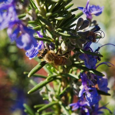 Rosemary Tuscan Blue