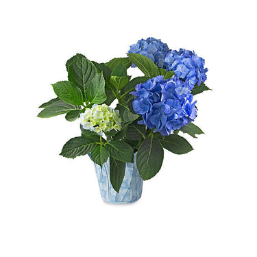 Florist Hydrangea