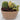 Brown Oval Tapered Pot With Succulents