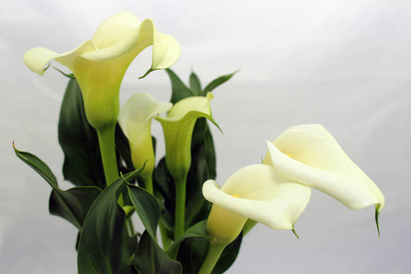 Types Of White Calla Lilies