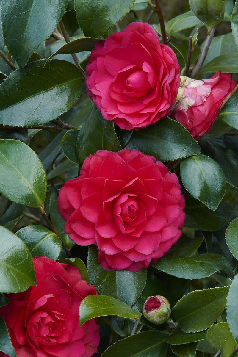 Colonel Firey Camellia