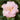 Jury's Pearl Camellia - Monrovia