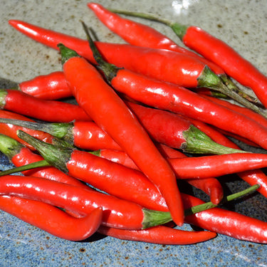 Chili Thai Pepper