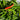 Chili Thai Pepper