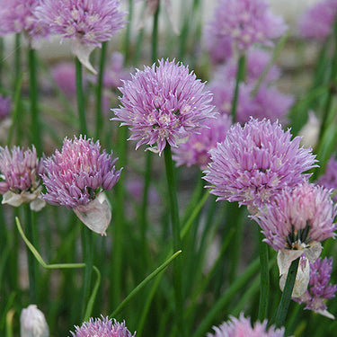 Chives