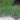 Chives