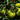 Cherokee Green Tomato