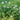 French Thyme