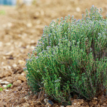 French Thyme