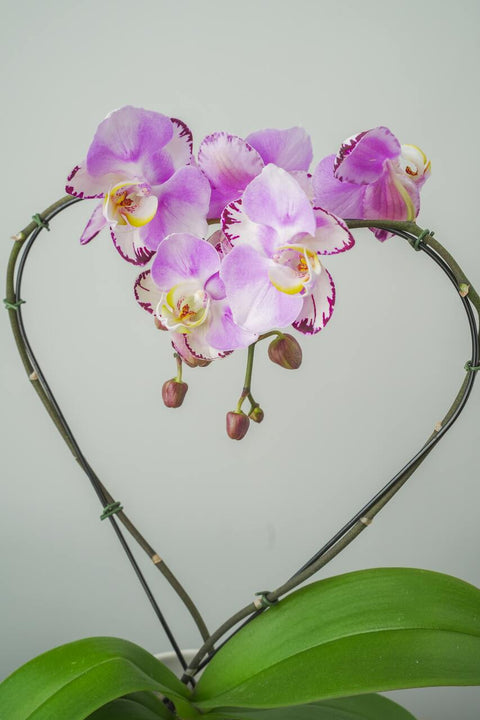 Phalaenopsis Orchid - Heart