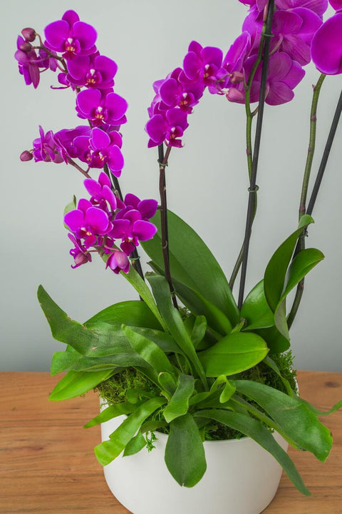 Showstopper Orchid Arrangement
