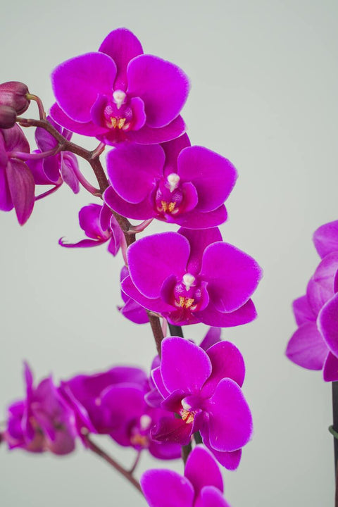 Showstopper Orchid Arrangement