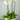 Casablanca Orchid Arrangement