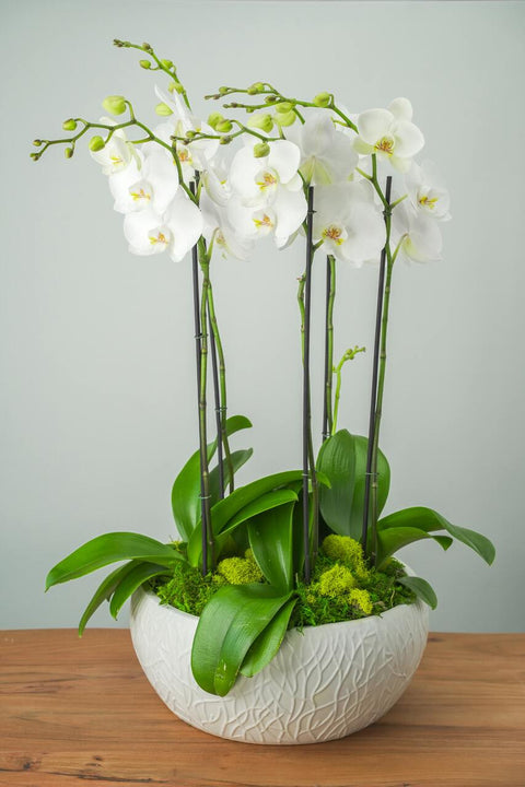 Casablanca Orchid Arrangement