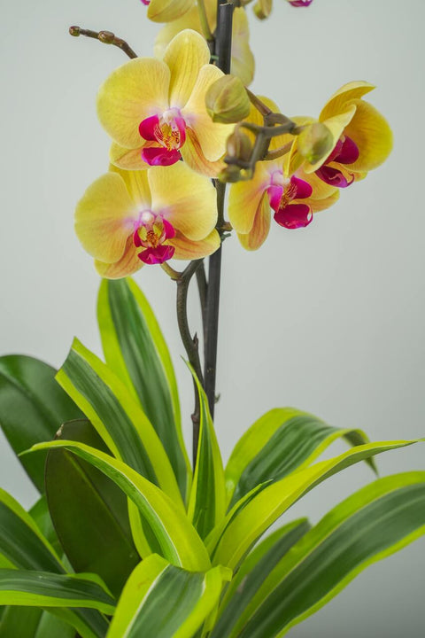 Lemonade Orchid Arrangement