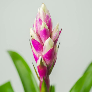 Bromeliad in Ceramic Pot