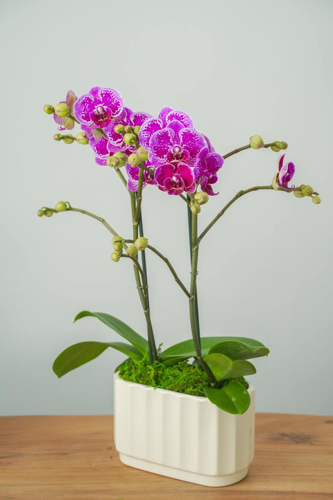 Dynamic Duo Orchid Arrangement