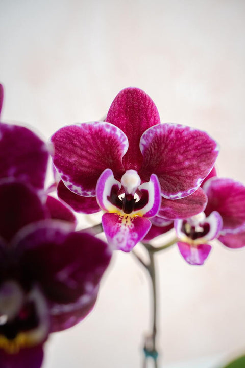 Orchid Arrangement with Succulent