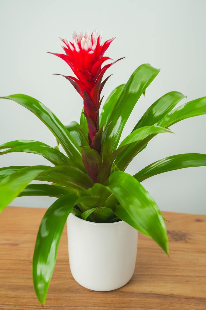 Bromeliad in Ceramic Pot
