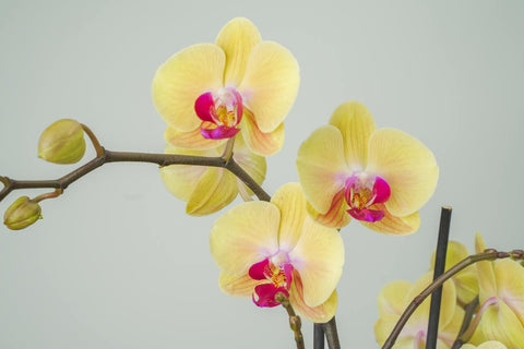 Lemonade Orchid Arrangement