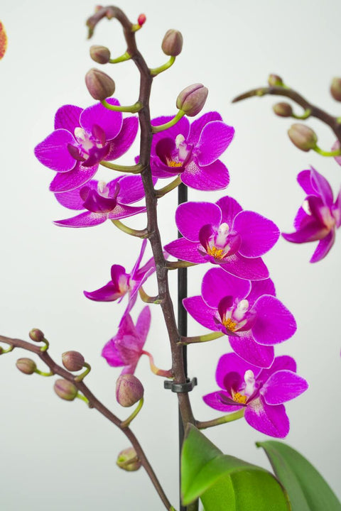 Darling Duo Orchid Arrangment