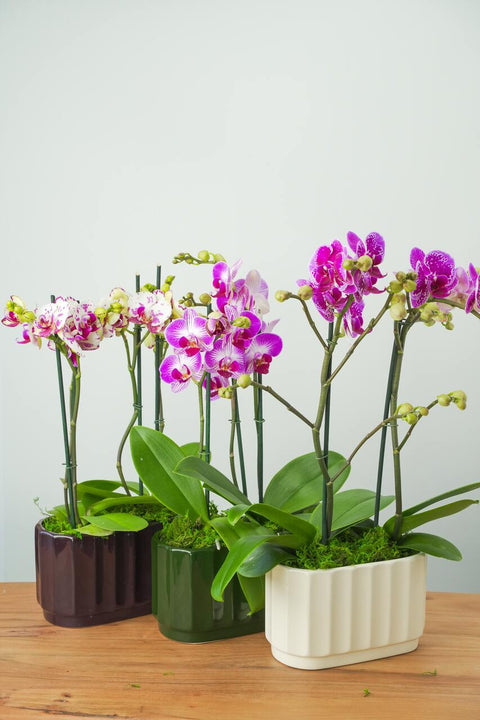 Dynamic Duo Orchid Arrangement
