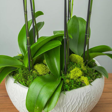 Casablanca Orchid Arrangement
