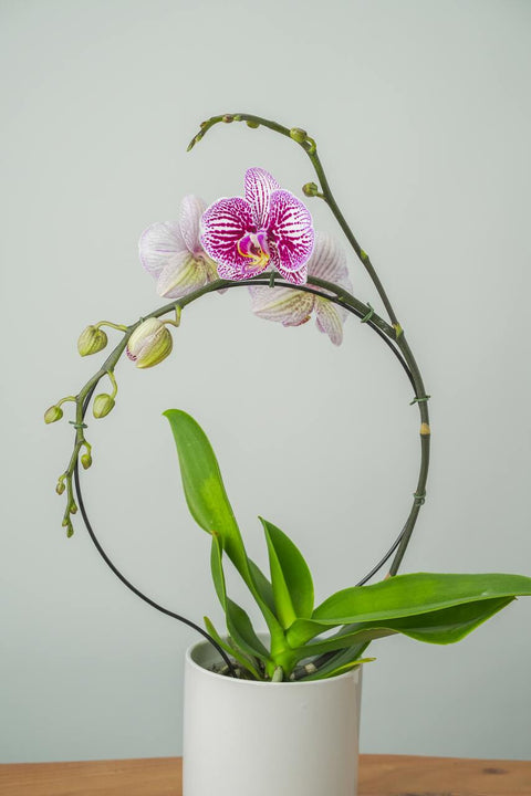 Orchid Circle Arrangement