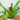 Bromeliad in Ceramic Pot