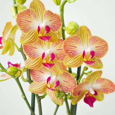 Darling Duo Orchid Arrangment