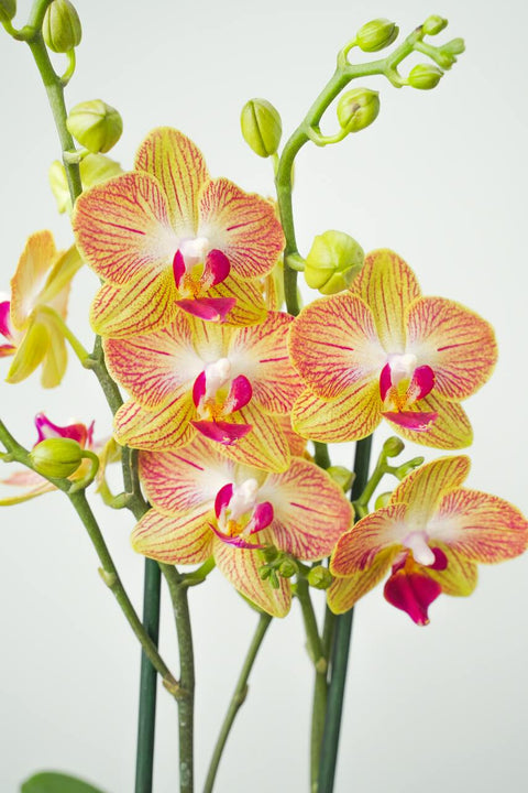 Darling Duo Orchid Arrangment