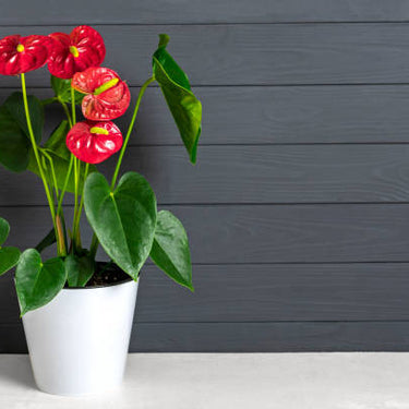 Anthurium Flamino Red Alabama