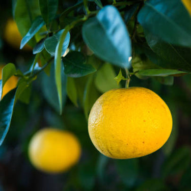 Orboblanco Grapefruit Tree Form