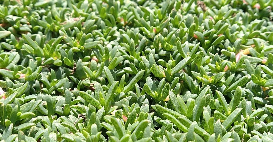 Dwarf Carpet of Stars