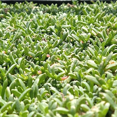 Dwarf Carpet of Stars
