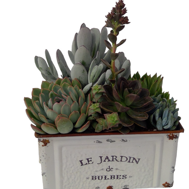 Le Jardin Succulent Planter
