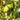 Mexican Lime Tree Form