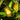 Eureka Lemon Tree Form