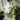 Lion Head, Large