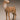 Mule Deer Doe