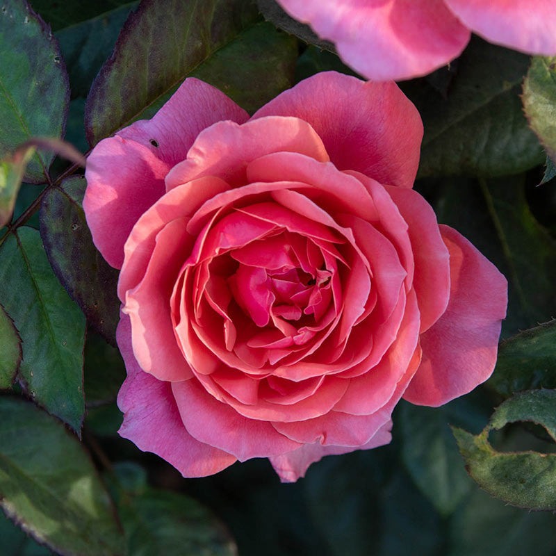 Miss Manners Rose – Armstrong Garden Centers