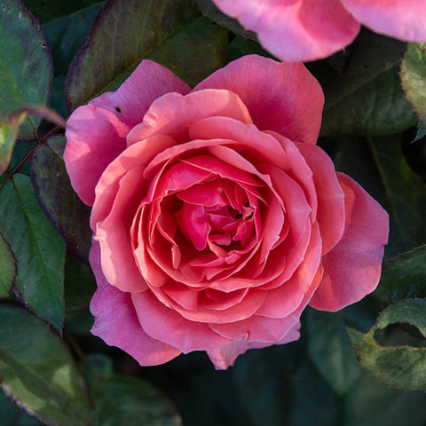 Miss Manners Rose