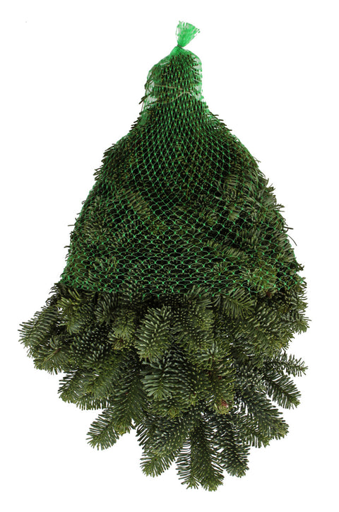 Noble Fir Bunch