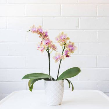 Lavender Phalaenopsis Orchid Double Spike - Deco Pot