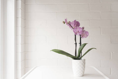 Lavender Phalaenopsis Orchid Double Spike - Deco Pot