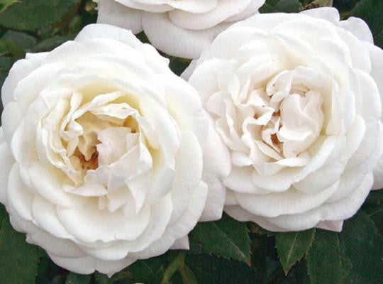 Pearlescent Rose – Armstrong Garden Centers