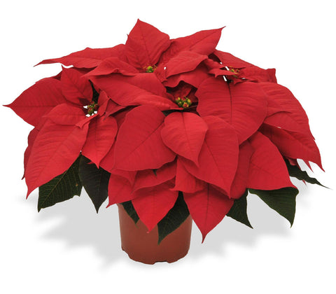 Poinsettia Red