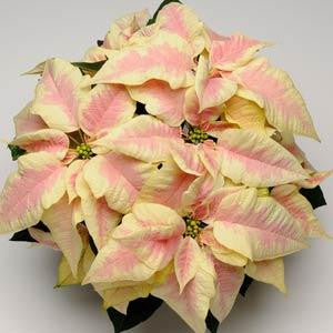 Poinsettia Beauty Marble