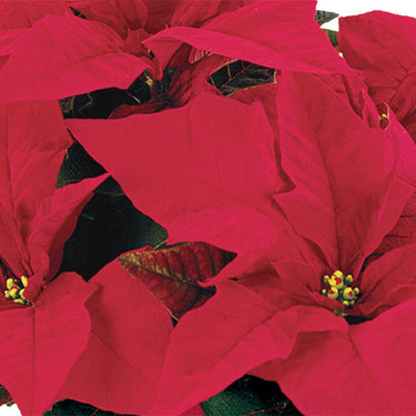 Poinsettia Red